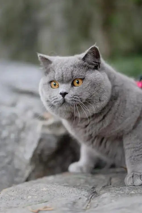 英短 蓝猫 纯蓝色 英国短毛猫 沐米猫舍 适合当种猫|摄影|动物|沐米猫