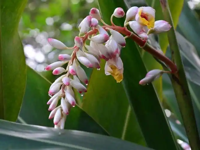白豆蔻图片_白豆蔻的功效与作用_美健品招商网