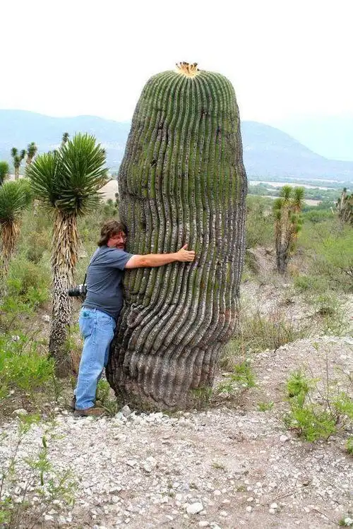 世界上最大的多肉植物最大的多肉植物