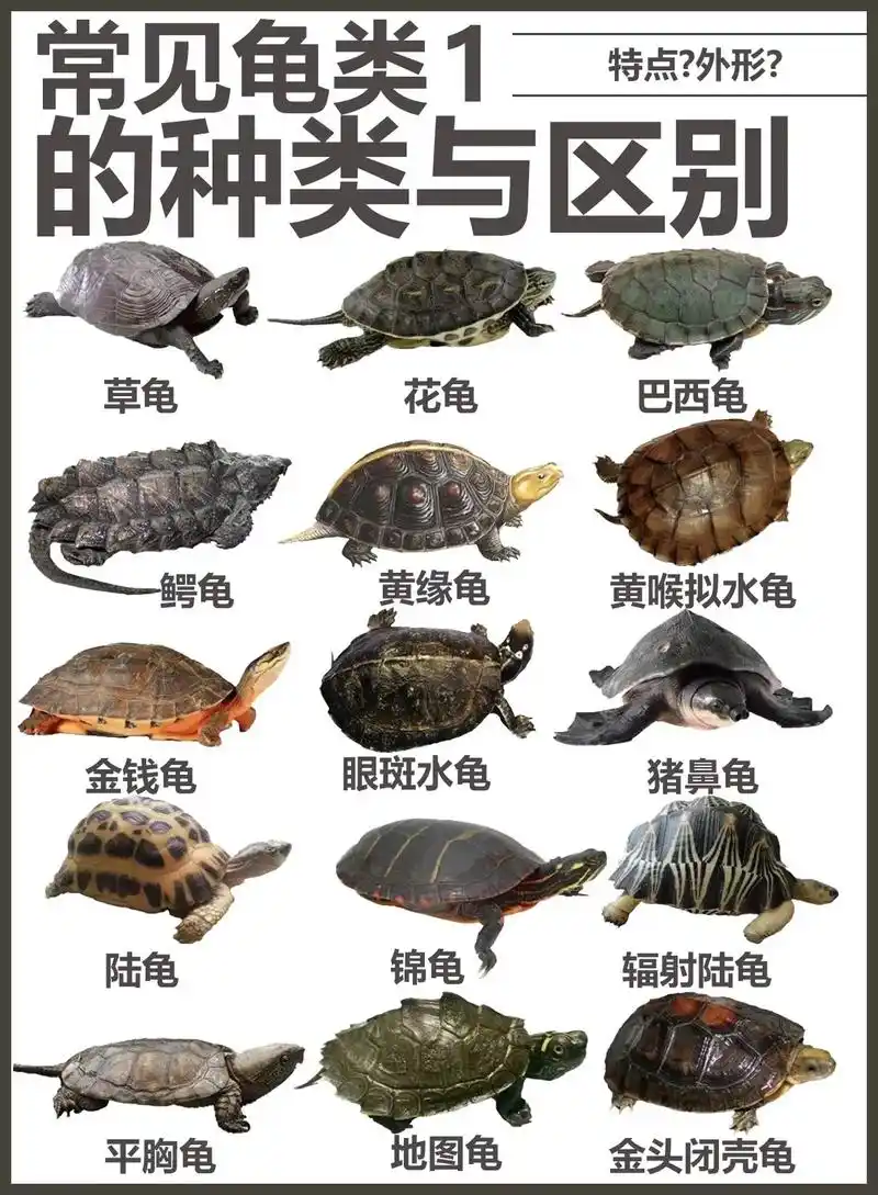 常见龟类的种类与区别 第一期介绍 bgm—umbrella( - 抖音