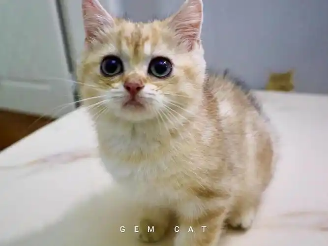 金渐层金虎斑ny22号色弟弟找新家啦!