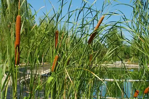 菖蒲的资料:别名白菖蒲,藏菖蒲.