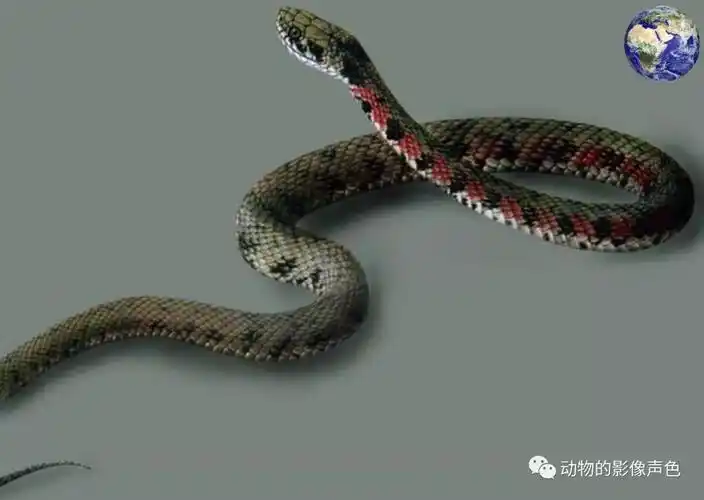 被称为野鸡脖子的毒蛇,到了中国就成了中药